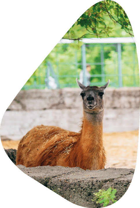 Red and furry alpaca in a farm. Few alpacas on background.
