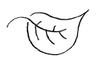 Rectangle