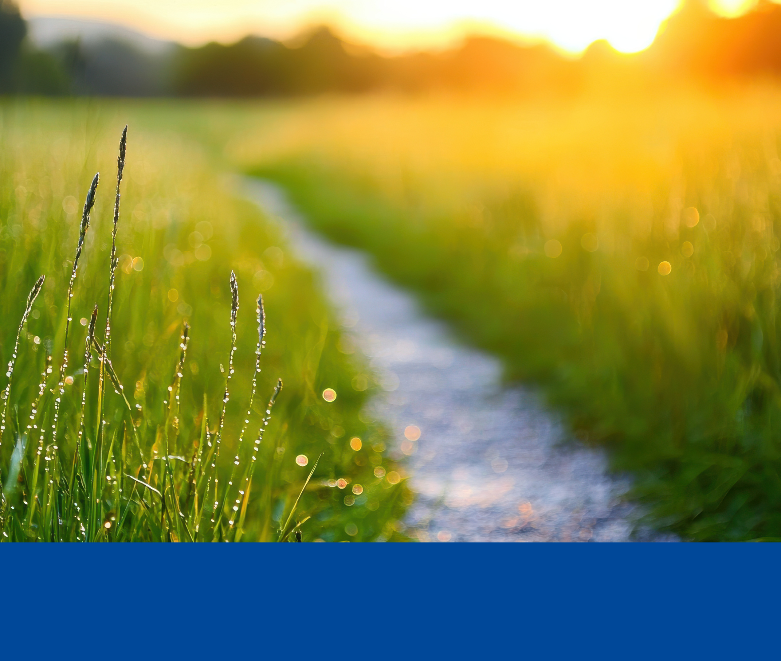 Narrow trail through dew-covered grass in early morning valley light, ultra HD, --chaos 20 --ar 16:9 --quality 2 --profile aoss4ch --v 6.1 Job ID: c44d78eb-7246-42fa-9c53-60acdcfb085b