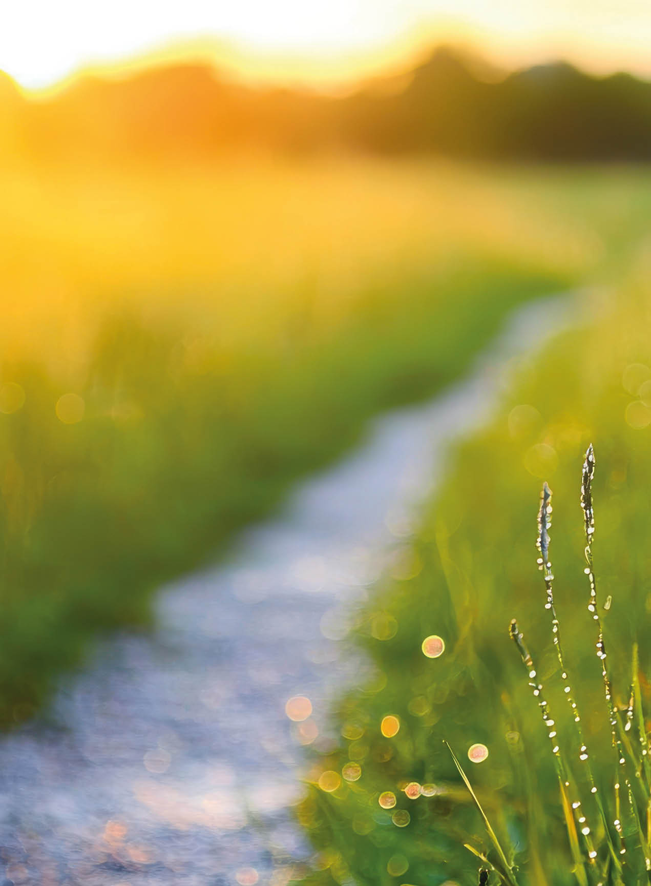 Narrow trail through dew-covered grass in early morning valley light, ultra HD, --chaos 20 --ar 16:9 --quality 2 --profile aoss4ch --v 6.1 Job ID: c44d78eb-7246-42fa-9c53-60acdcfb085b